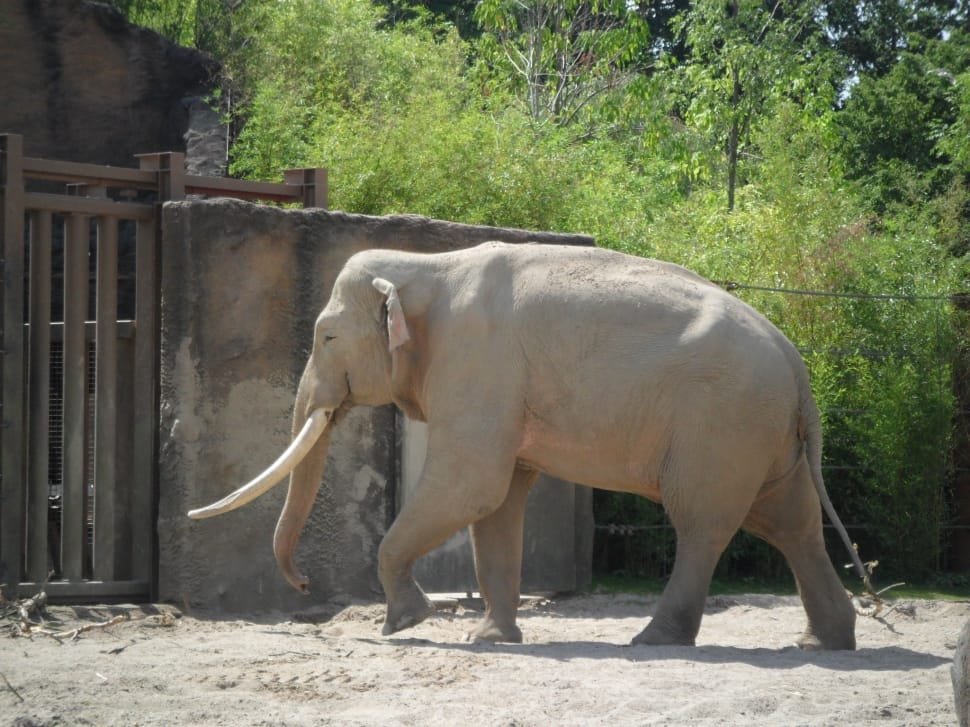 gray elephant walking on gray sand during daytime preview