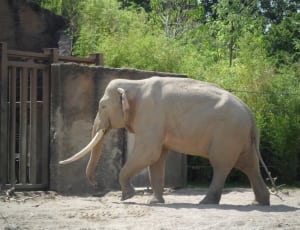 gray elephant walking on gray sand during daytime thumbnail