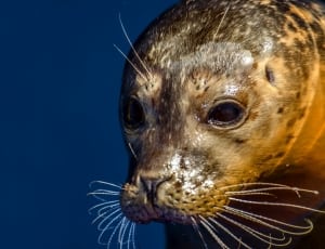 brown seal photo thumbnail