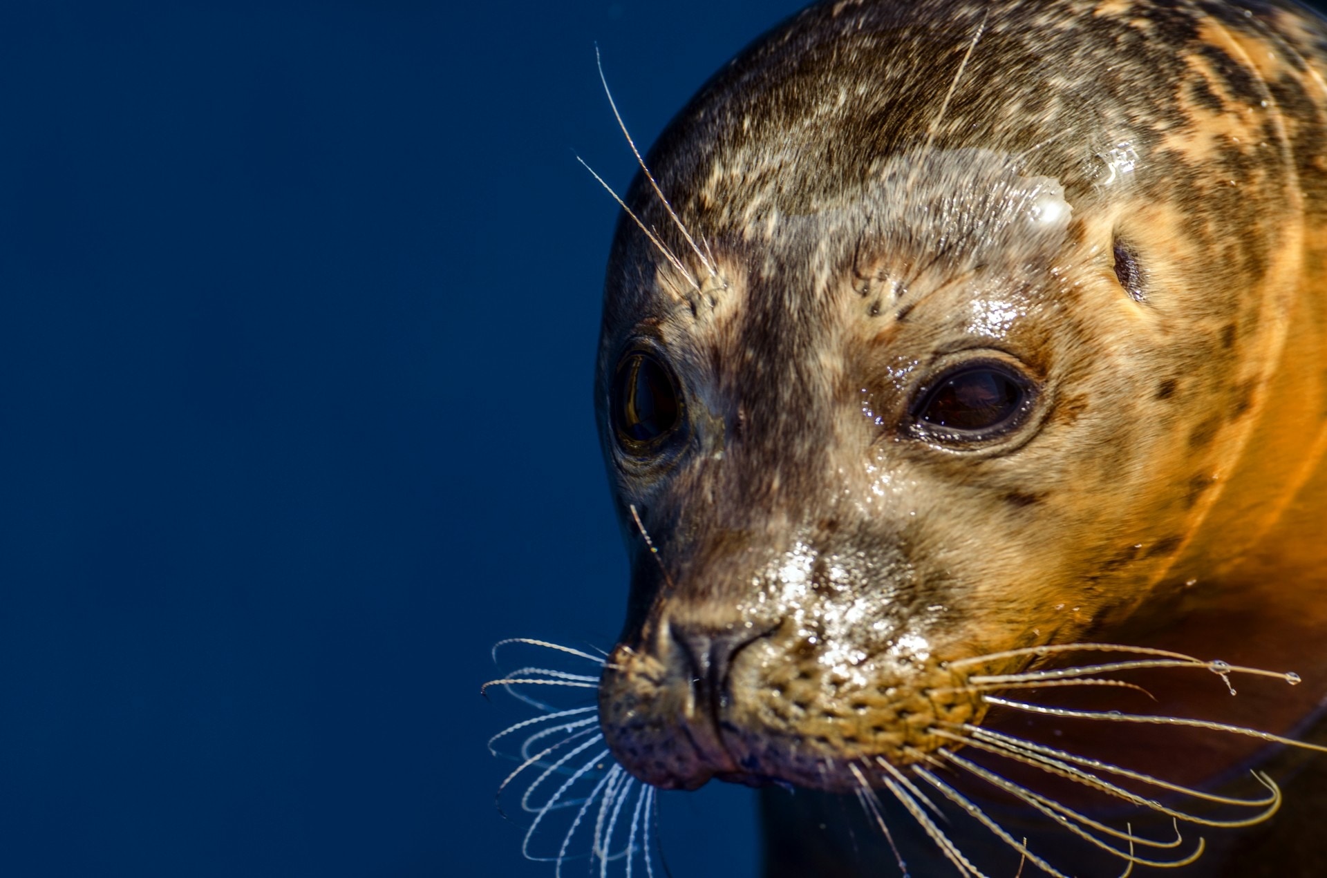 brown seal photo