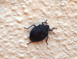 black beetle thumbnail
