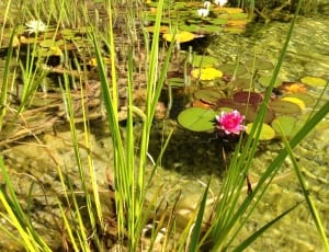 water lilies during daytime photo thumbnail