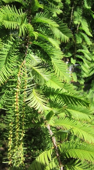 green pine tree needles close up photo thumbnail