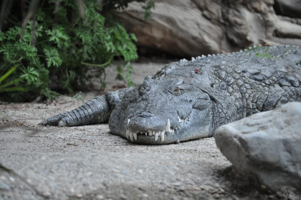 gray crocodile preview