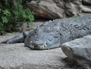 gray crocodile thumbnail