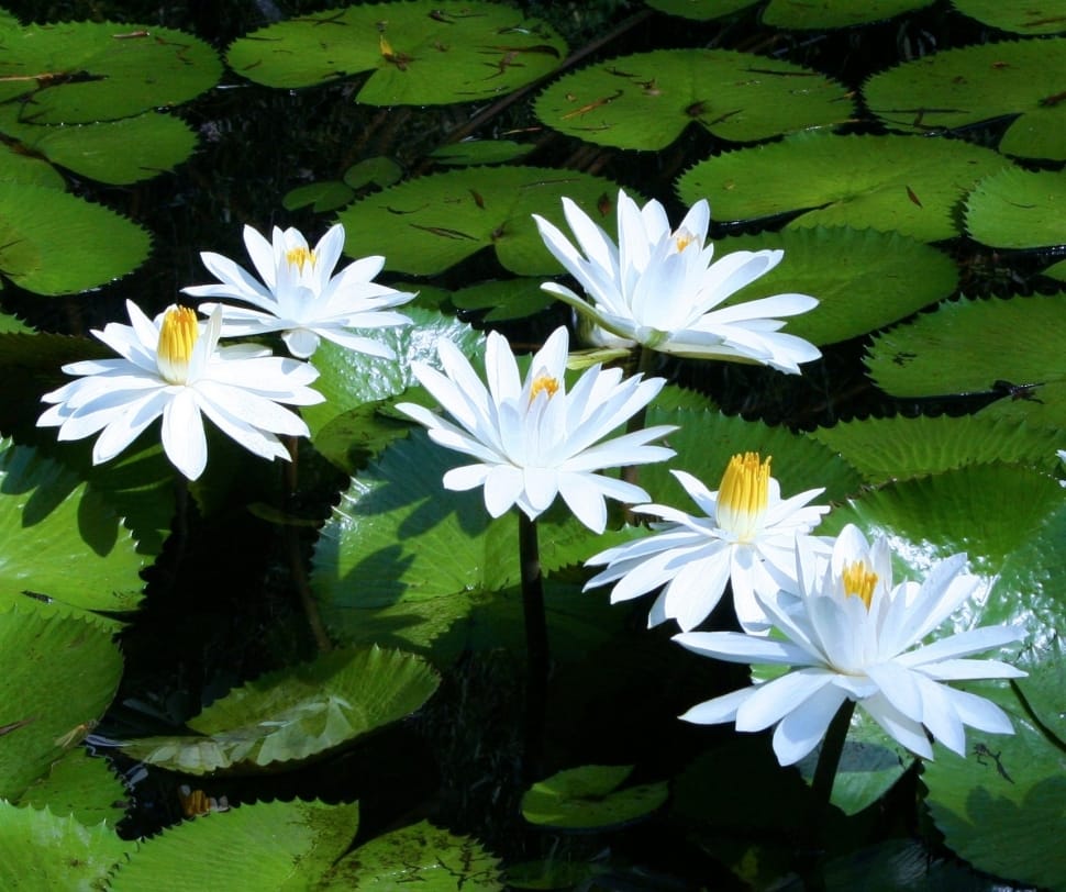 white lotus flower preview