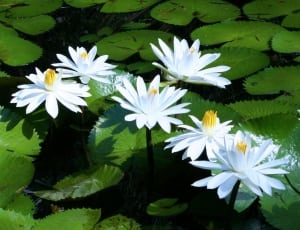 white lotus flower thumbnail