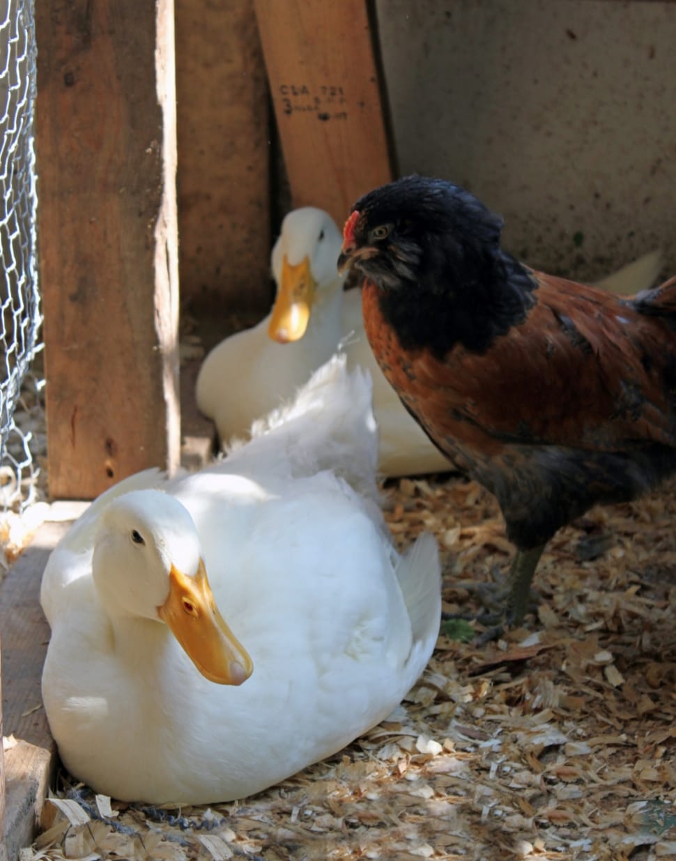 2 white ducks and black and brown feathered rooster preview
