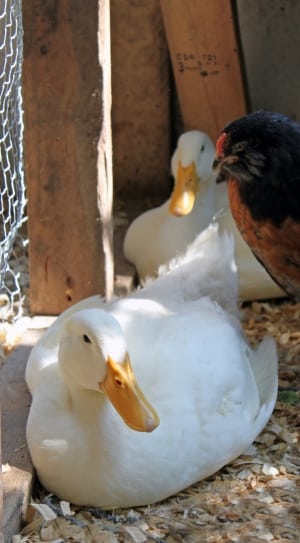 2 white ducks and black and brown feathered rooster thumbnail