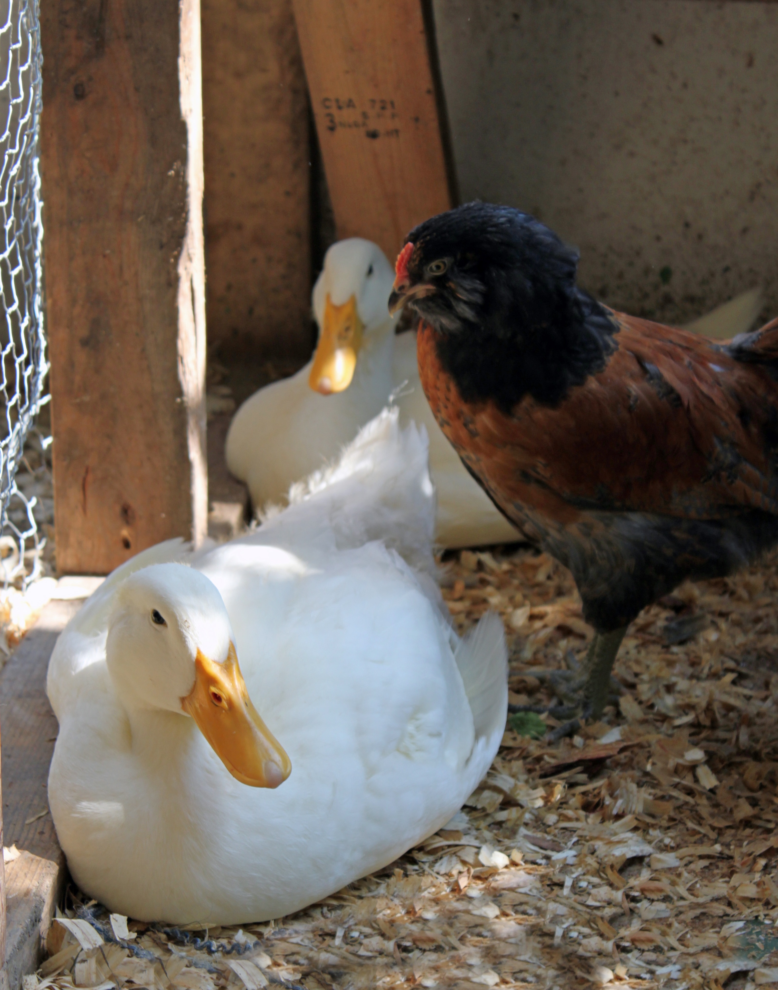 2 white ducks and black and brown feathered rooster