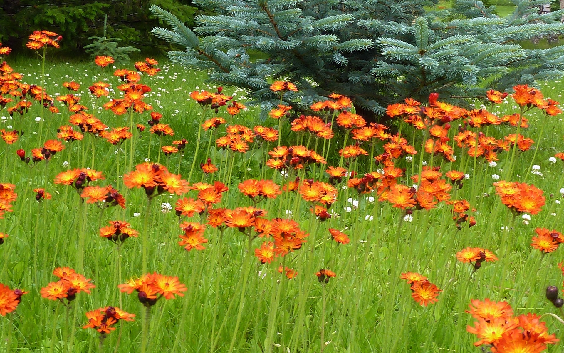 orange and black flower lot