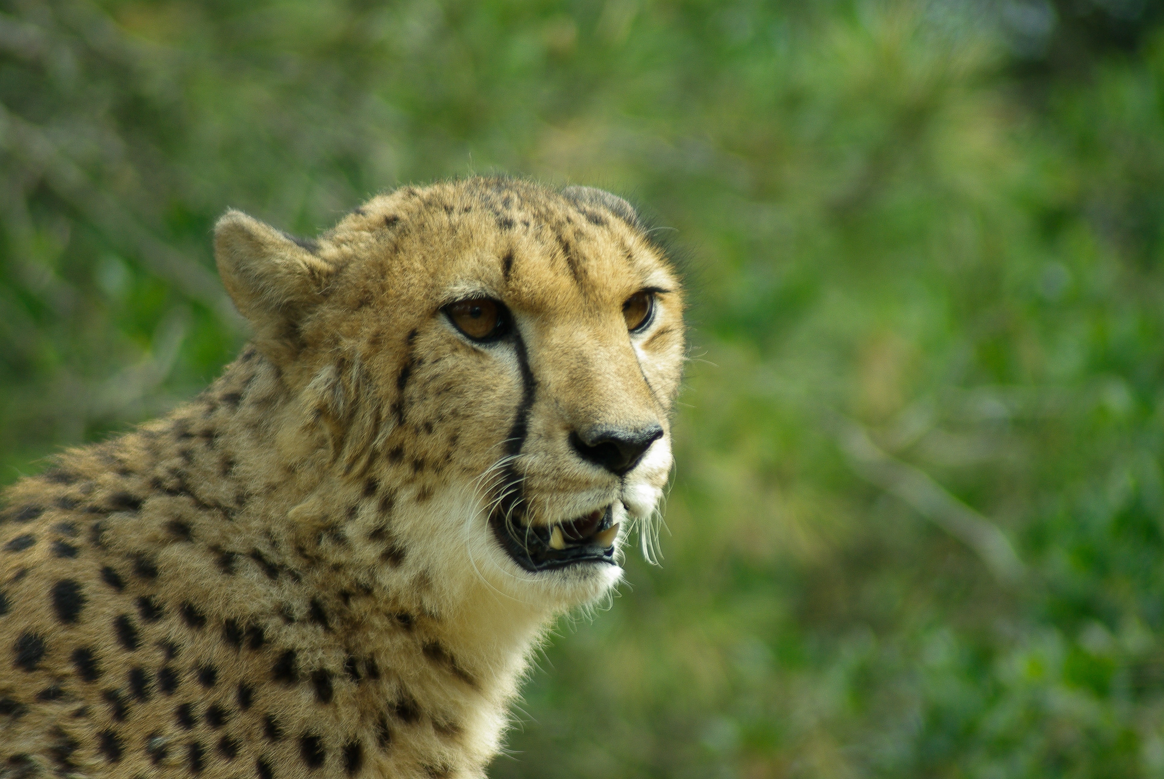 beige cheetah