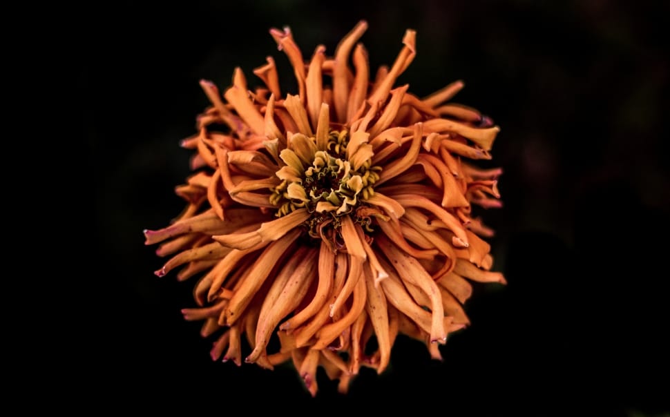 orange multi petaled flower preview