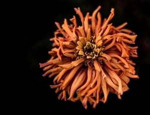 orange multi petaled flower thumbnail