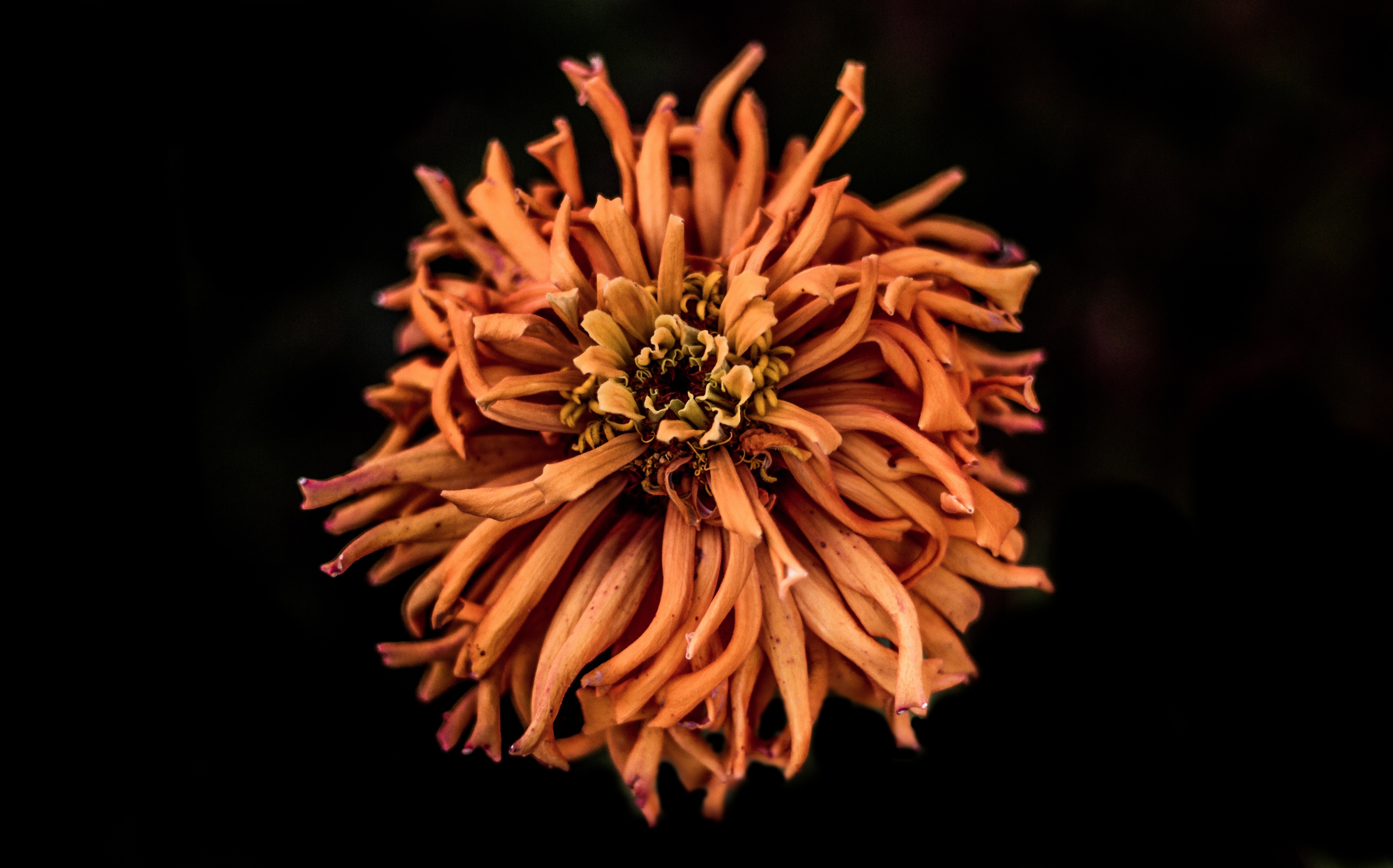 orange multi petaled flower