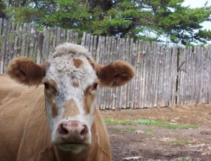 brown and white cow thumbnail