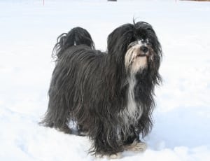 black and white long coat dog thumbnail