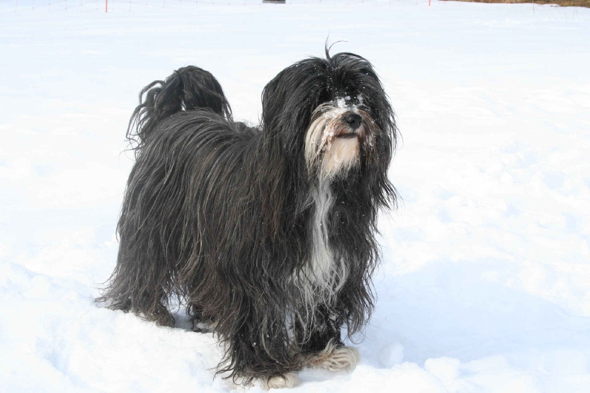 black and white long coat dog