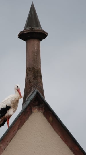 white and black stork on top of house thumbnail