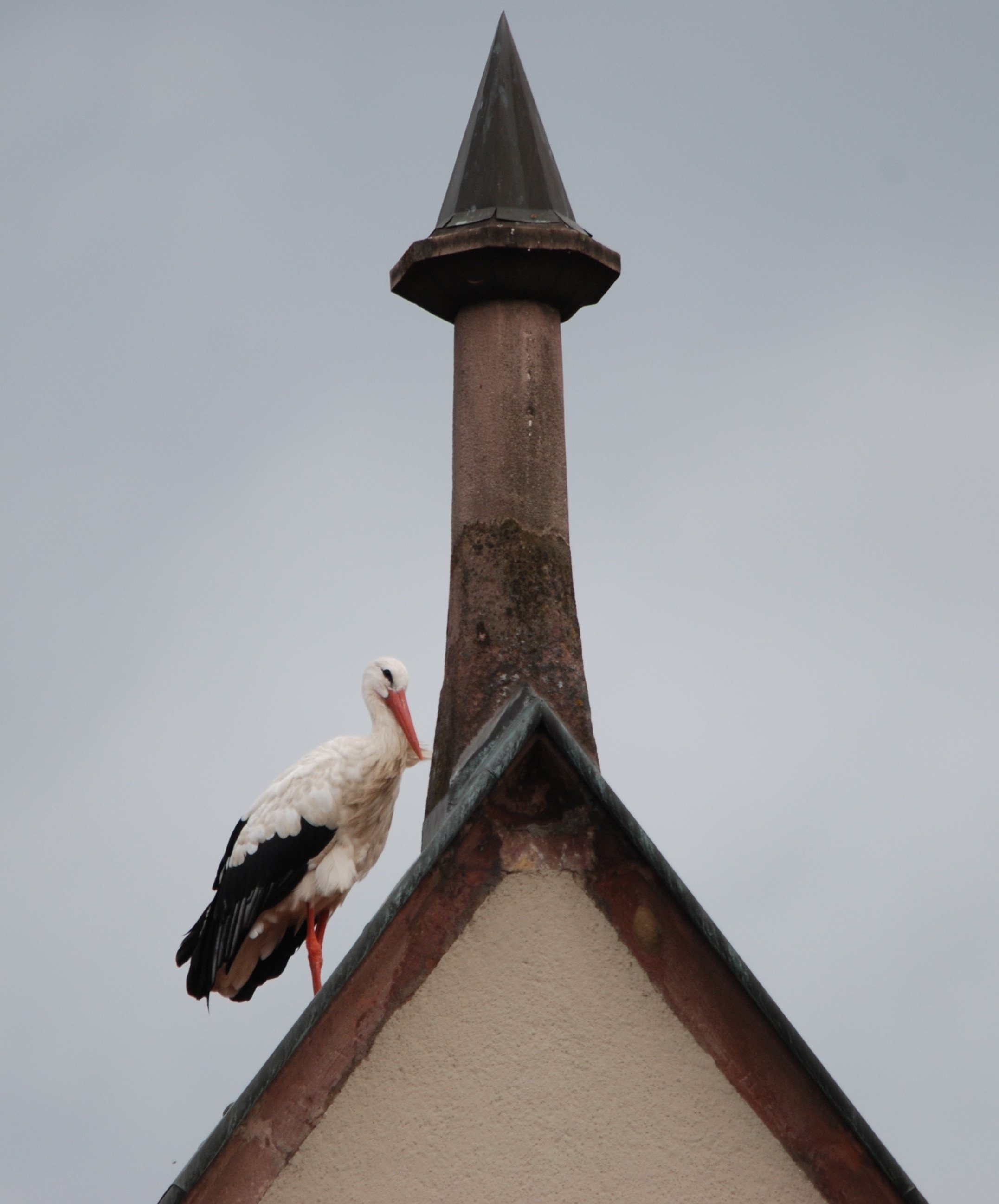 white and black stork on top of house