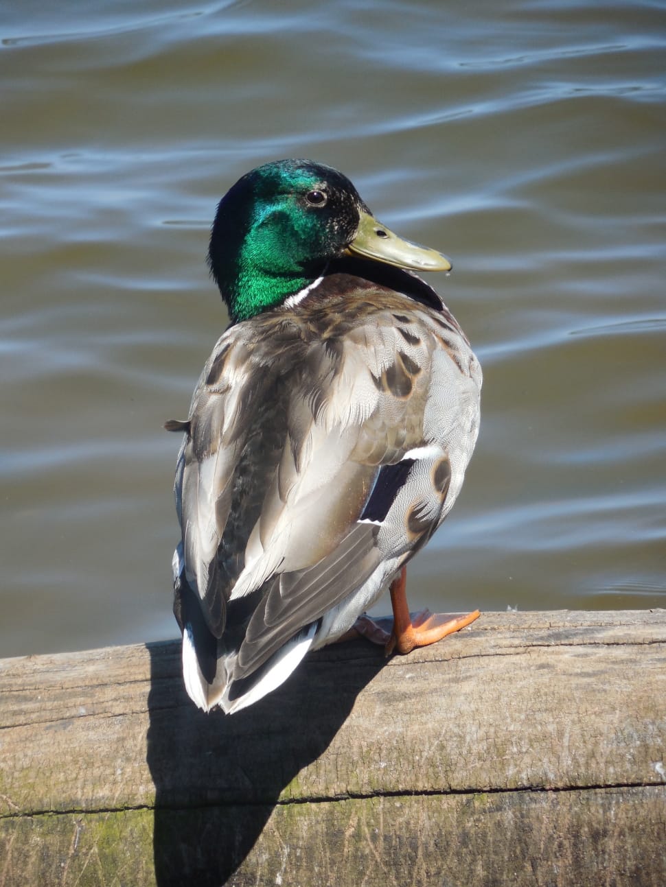 grey and green duck preview