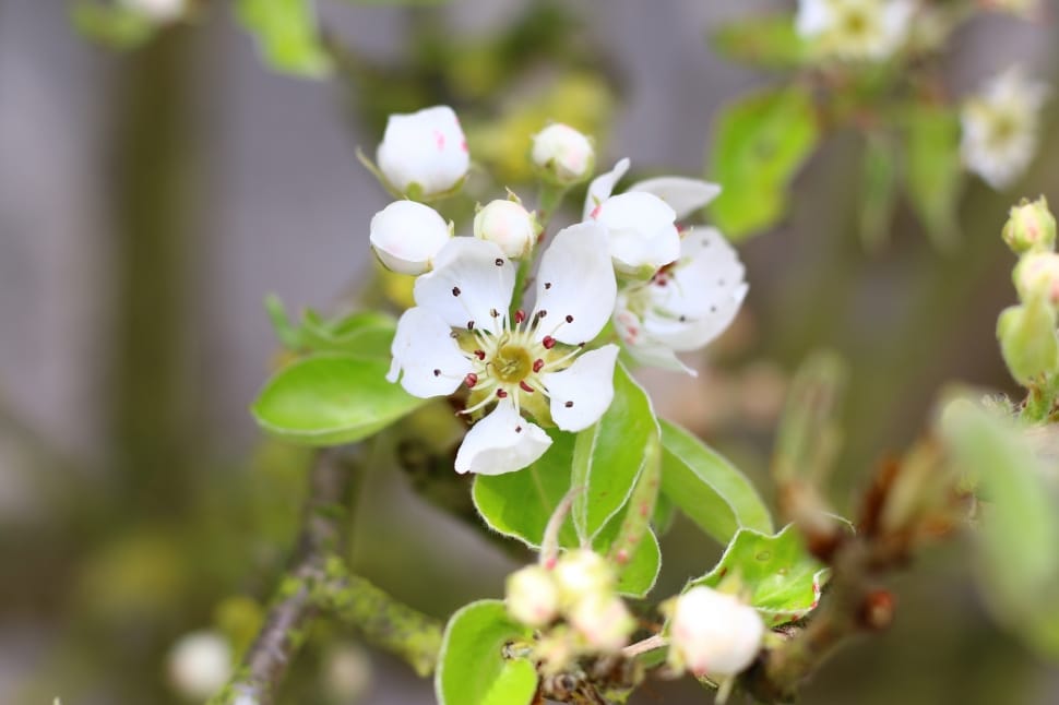 white apple blossoms preview
