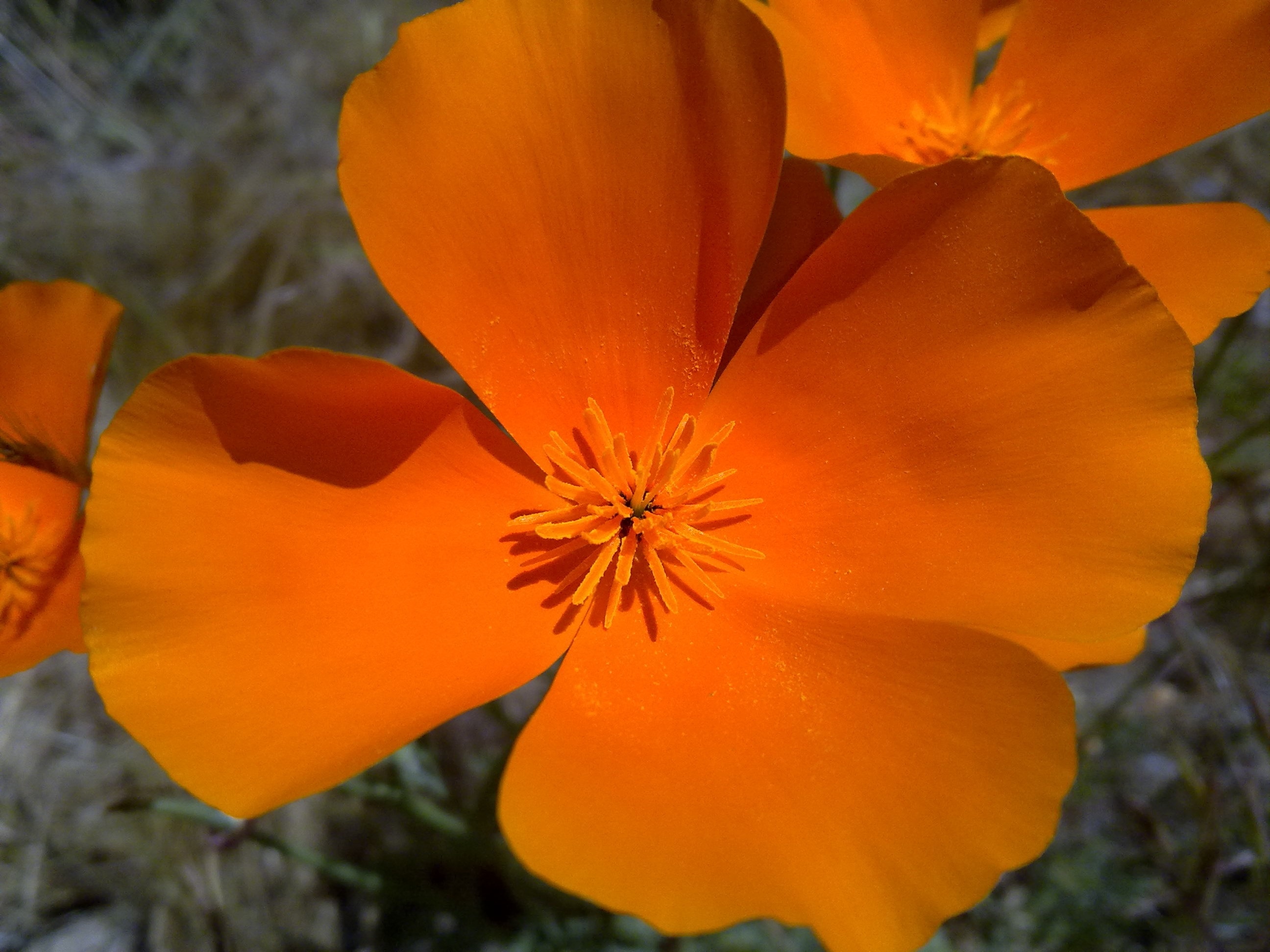 orange 4 petal flower