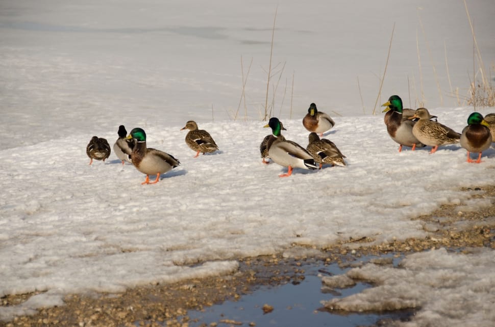 flock of mallard ducks preview