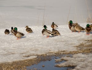 flock of mallard ducks thumbnail