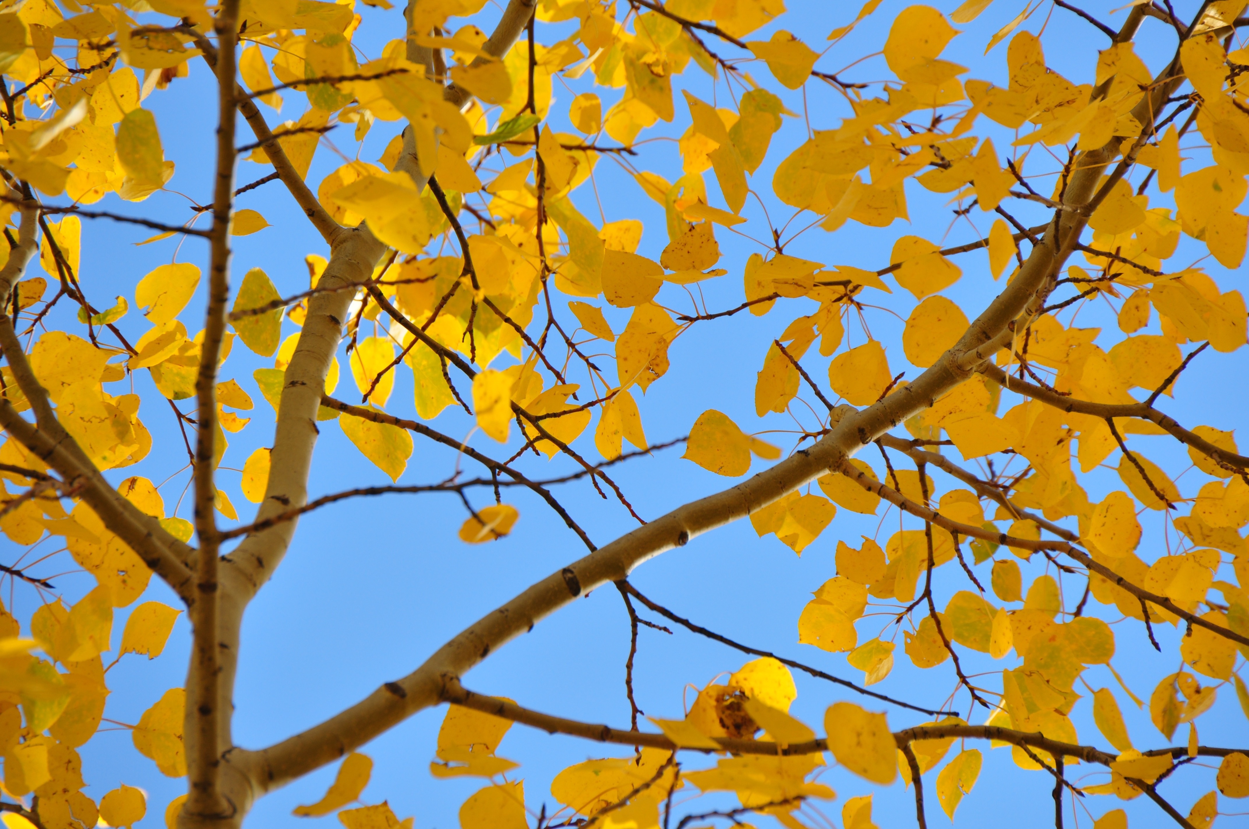 1024x768 wallpaper yellow leaf tree Peakpx