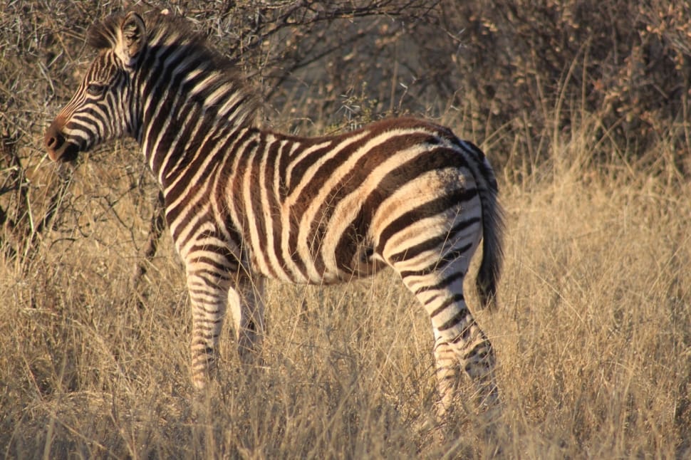 zebra preview