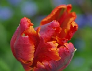 orange parrot tulip thumbnail