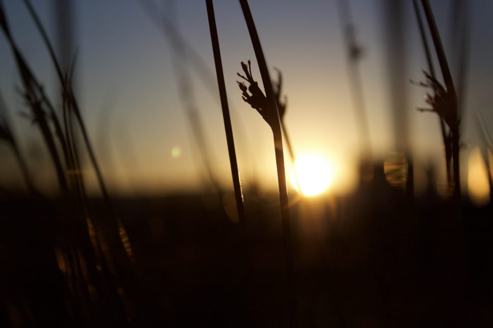 silhouette of grass during sunset preview