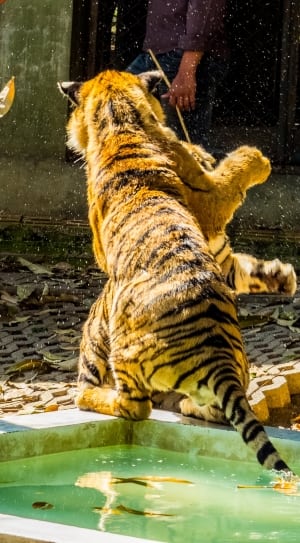 two tiger fighting near white concrete pool thumbnail
