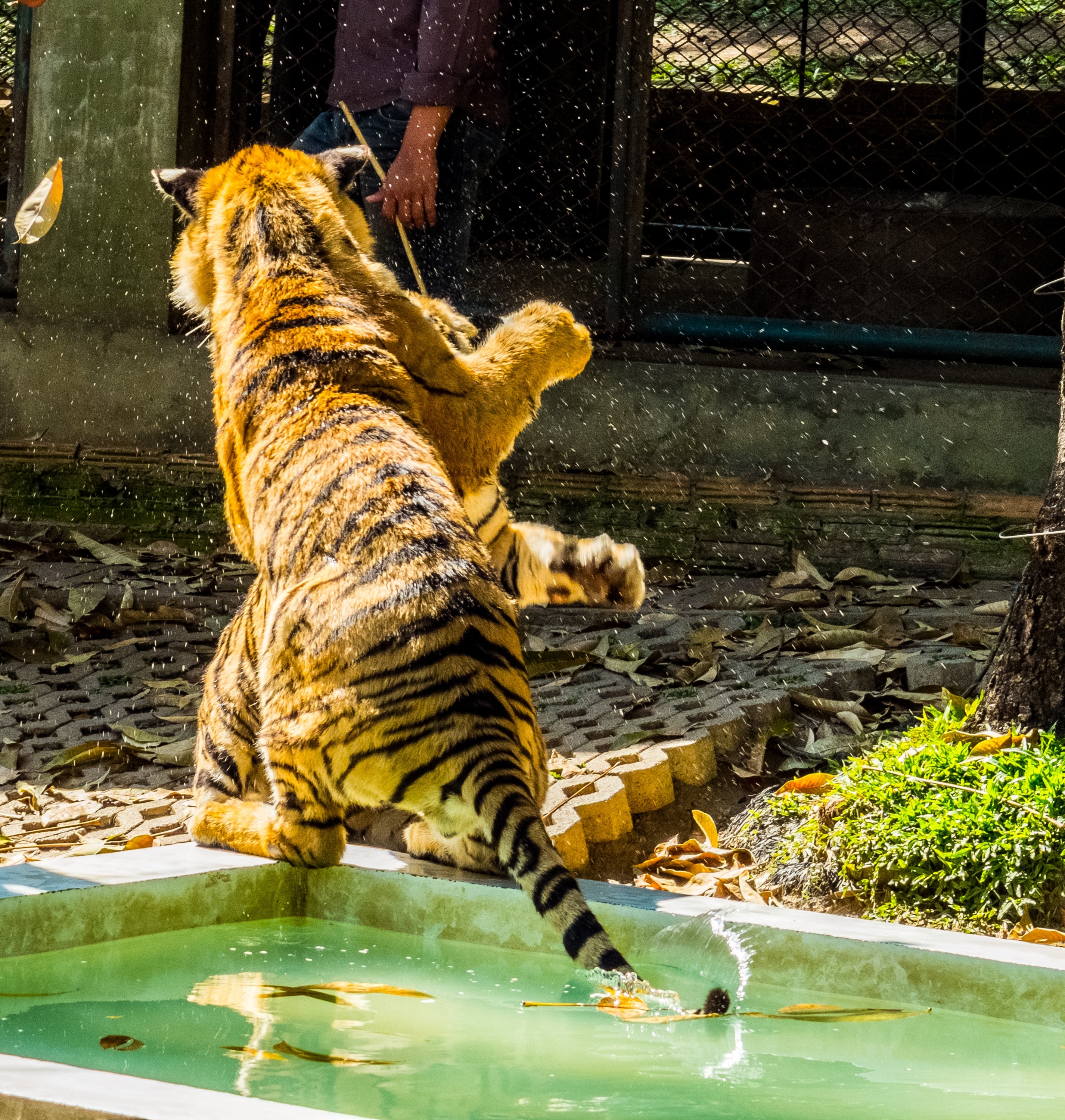 two tiger fighting near white concrete pool
