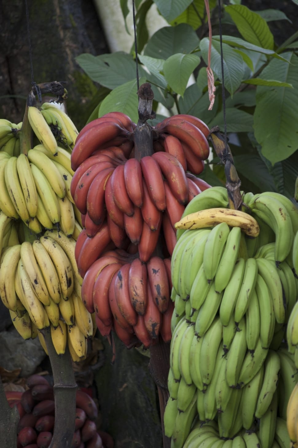 banana fruit preview