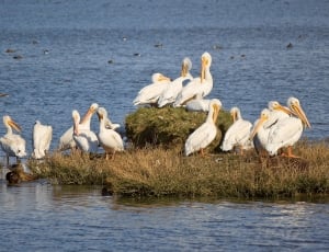 in distant photo of pelicans thumbnail