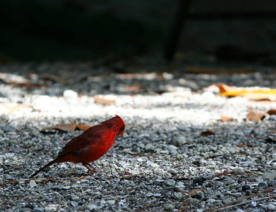 red cardinal bird preview