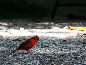 red cardinal bird thumbnail