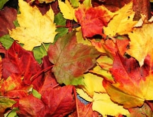 yellow red maple tree leaves thumbnail