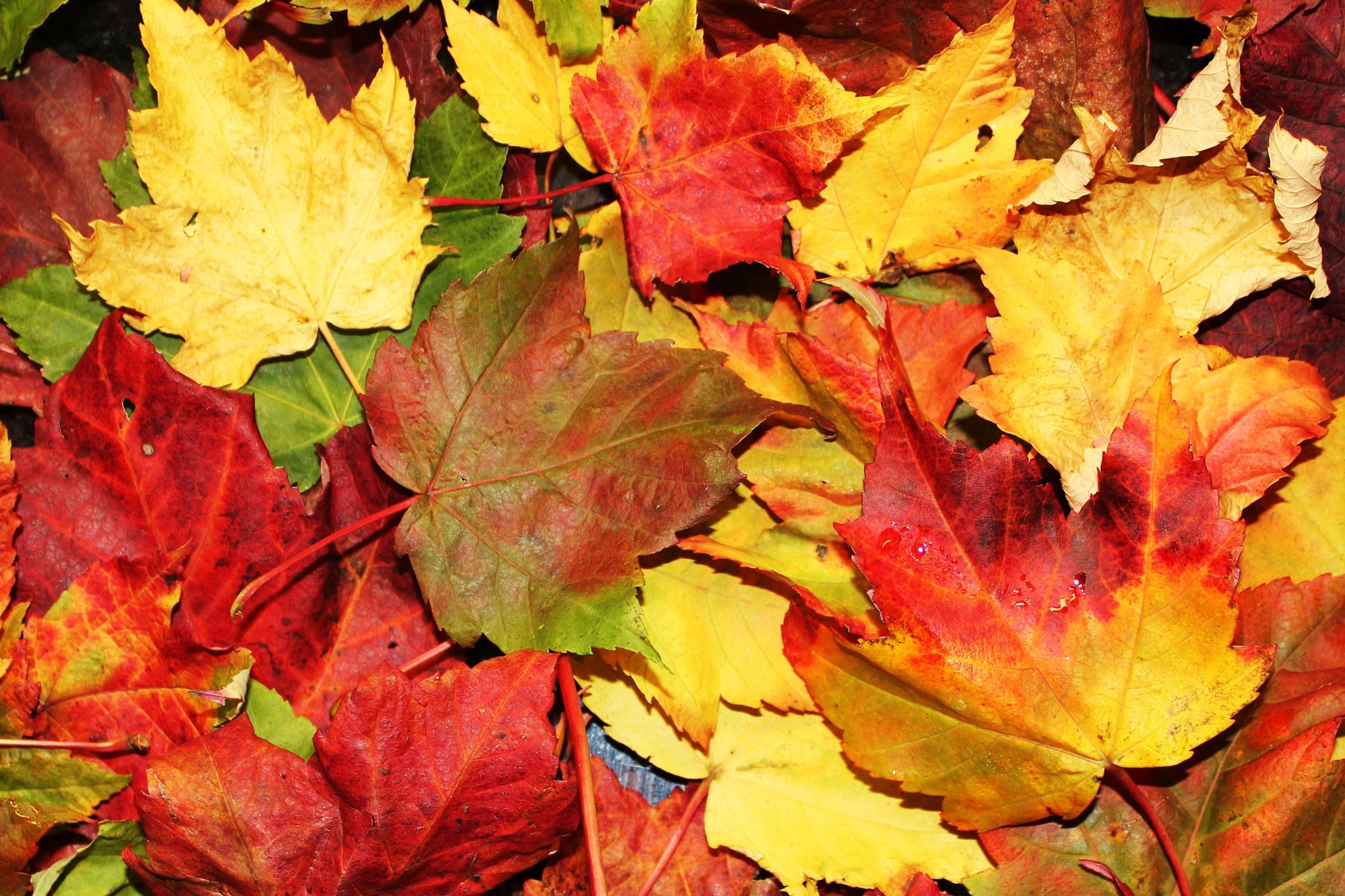 Каким цветом листья осенью. Разноцветные листья. Октябрь листья. Цвета осенних листьев. Опавшие листья.