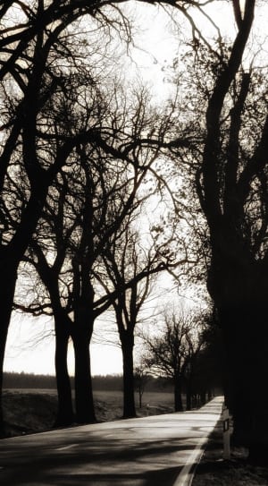 silhouette photo of trees thumbnail