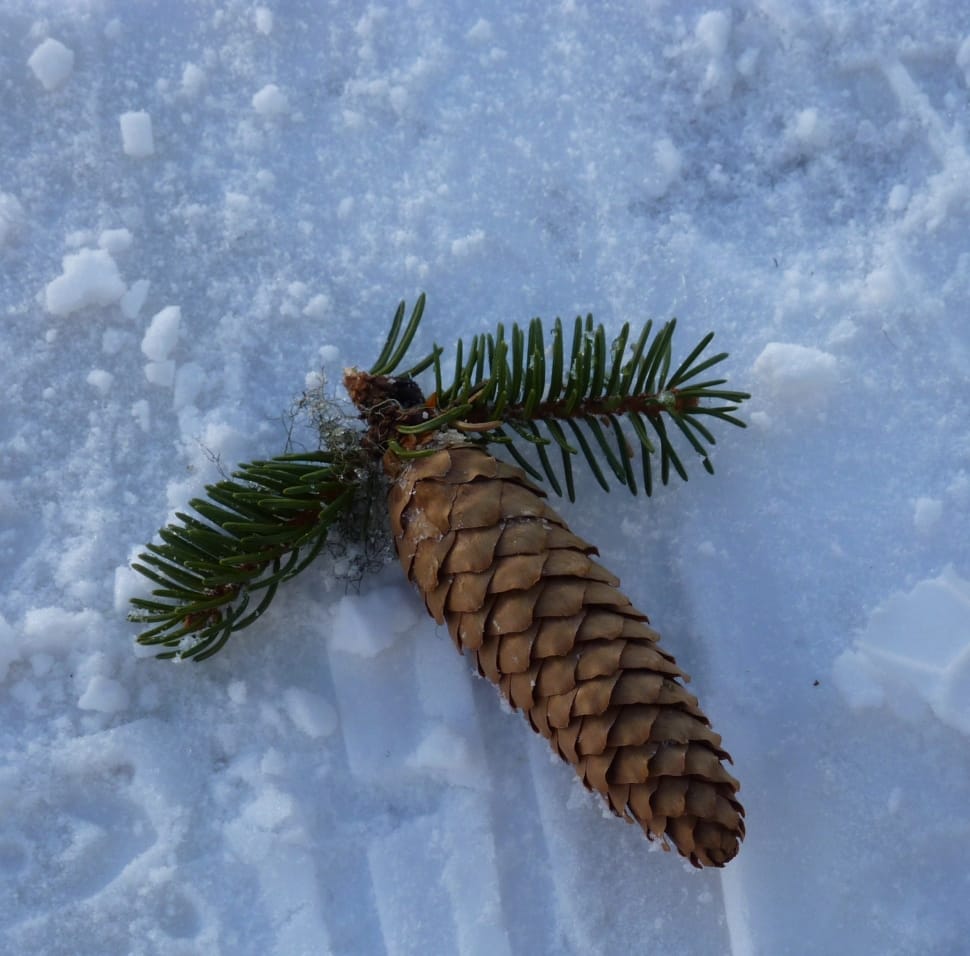 pine cone on white snow during daytime preview