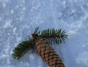 pine cone on white snow during daytime thumbnail