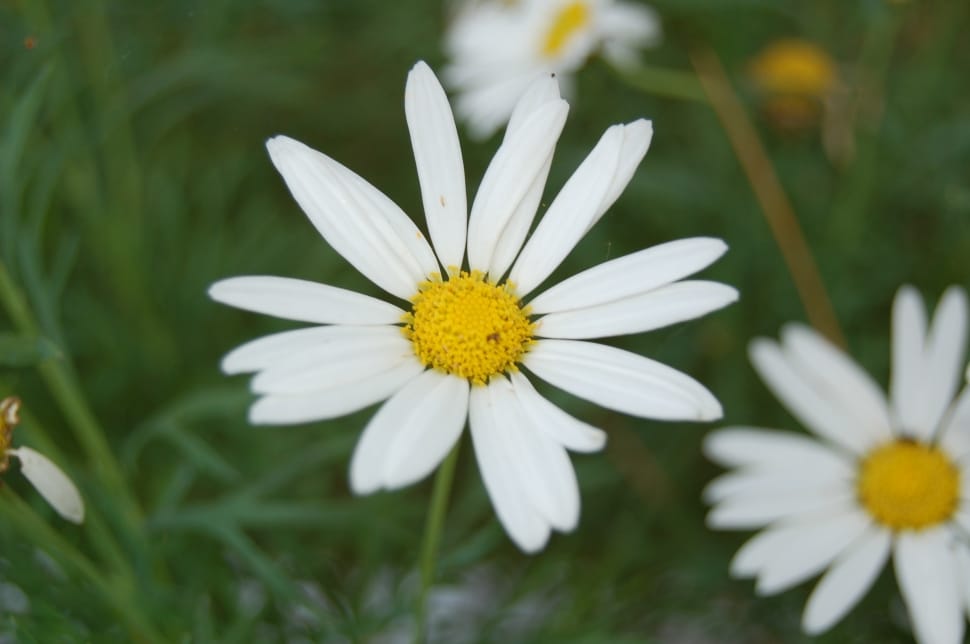 selective focus photography of white petaled flower preview