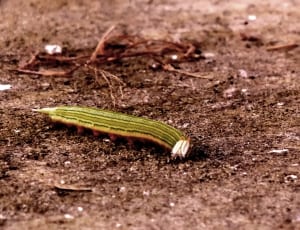 emperor moth caterpillar on dirt thumbnail