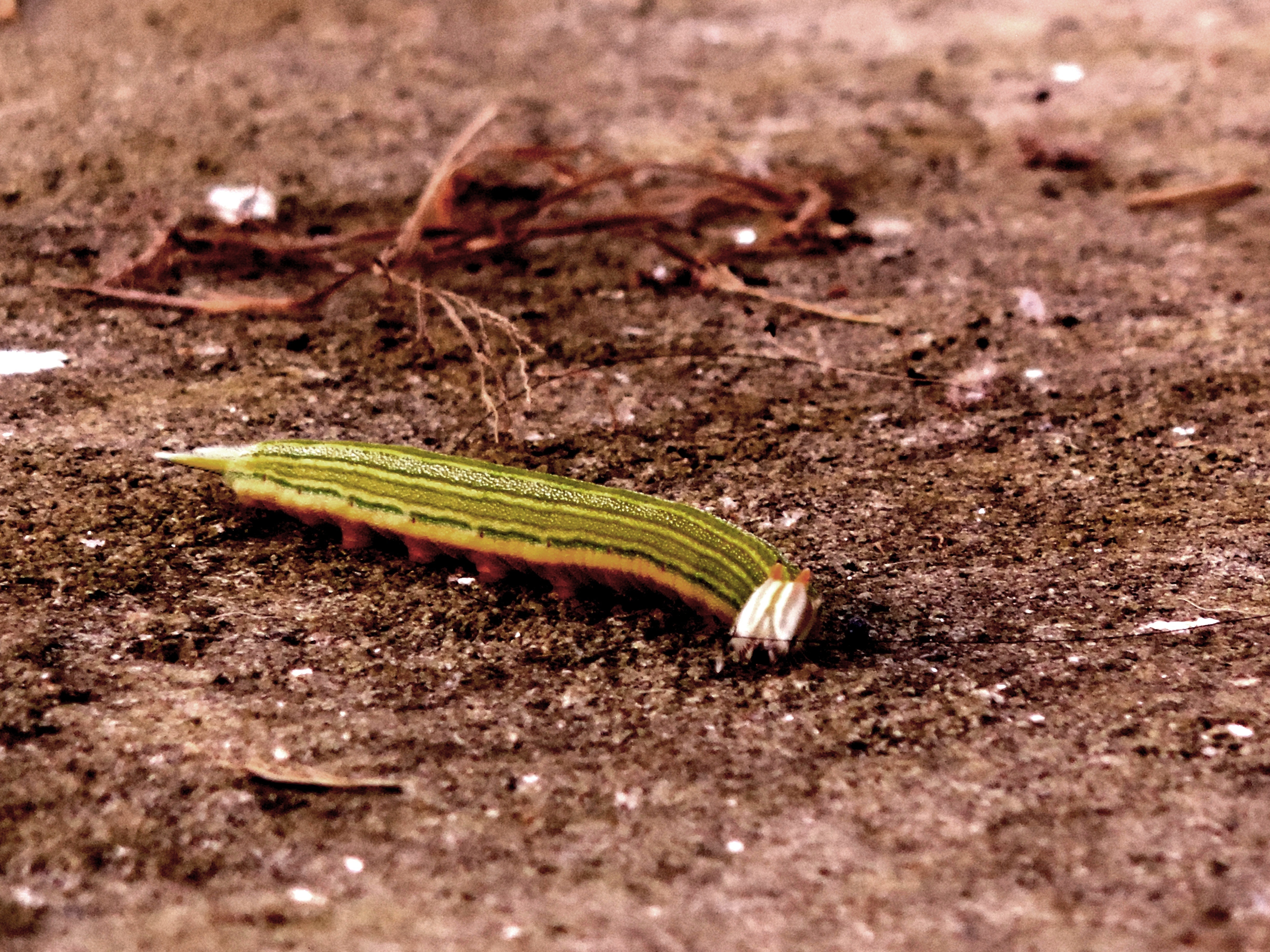 emperor moth caterpillar on dirt