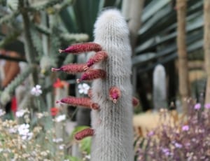 white and purple cactus thumbnail