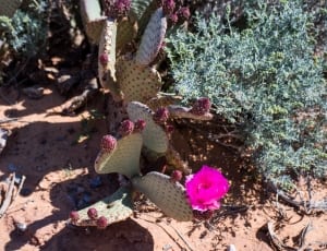 green and pink cactus plant thumbnail