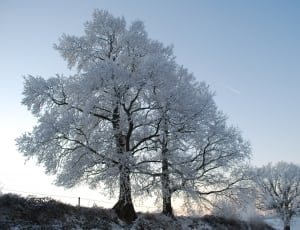 tree with snow thumbnail